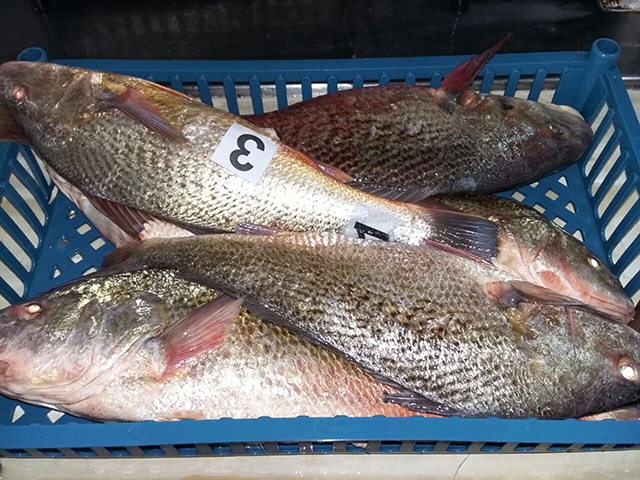 image of yellow croaker